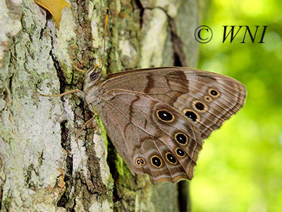 Northern Pearly-eye (Lethe anthedon)